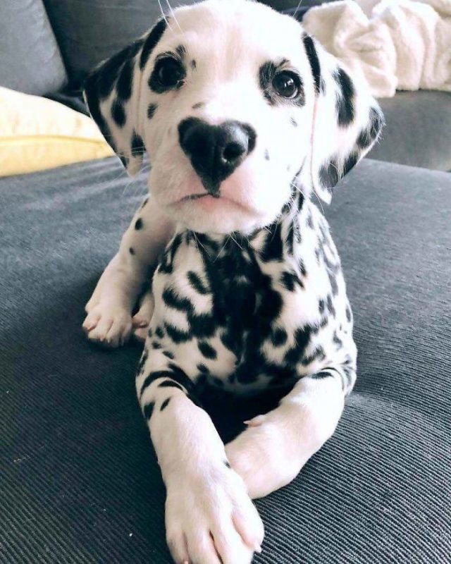 Chiots Les Plus Mignons De Tous Les Temps