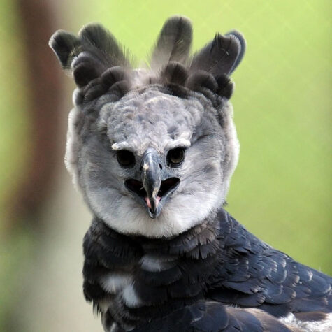 Voici la harpie féroce un oiseau si gros que certaines personnes