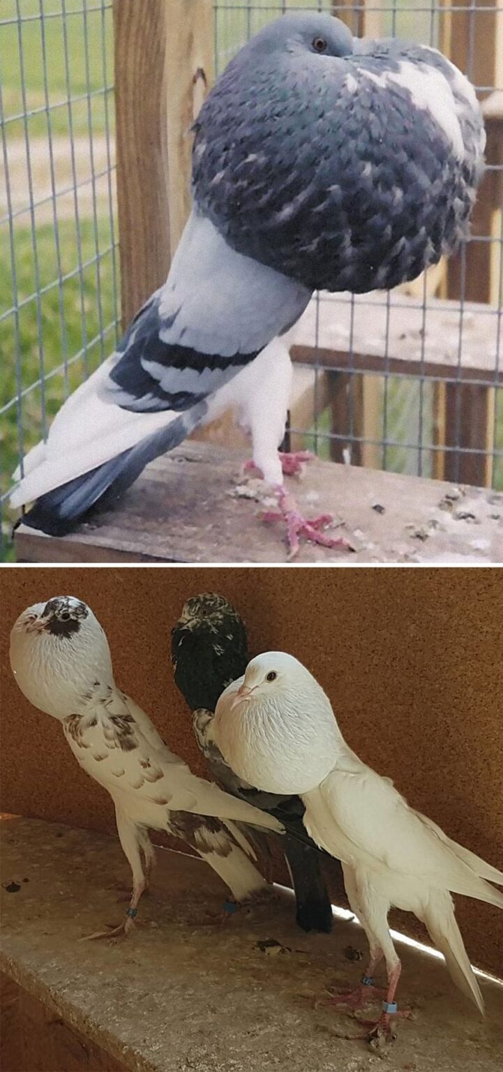 Voici Certaines Des Plus Belles Esp Ces De Pigeons Du Monde Ipnoze