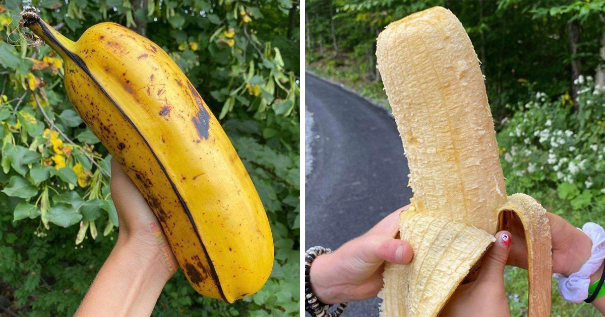 Cette banane géante envahit Internet ipnoze