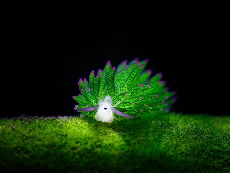 Un Mouton De Mer Cette Adorable Limace De Mer Mange Tellement D