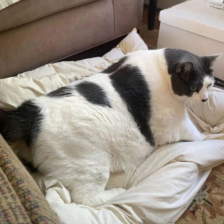 Le Plus Gros Chat Du Monde Se Met Au R Gime Ipnoze