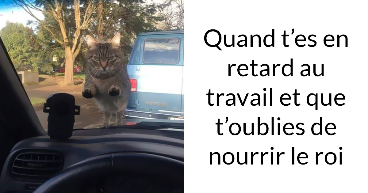 Photos De Chats Avec Des Sous Titres Hilarants Qui Vous Feront Mourir De Rire Nouvelles Images Ipnoze