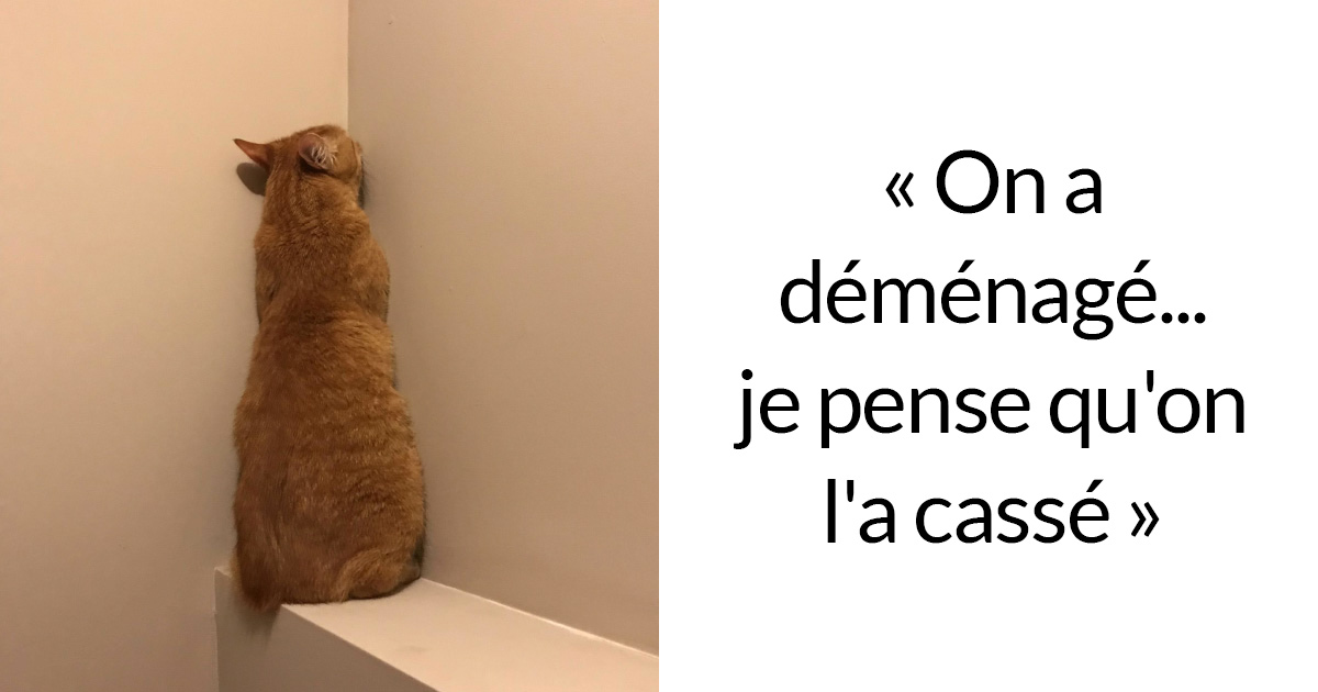 23 Photos De Chats Avec Des Legendes Hilarantes Qui Vont Vous Faire Rigoler Nouvelles Images Ipnoze