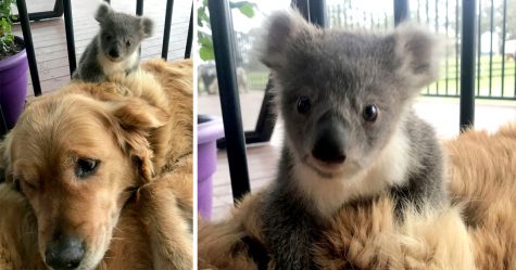 Ce Golden Retriever A Surpris Sa Proprietaire Avec Un Bebe Koala Qu Il Venait Juste De Sauver D Une Mort Certaine Ipnoze
