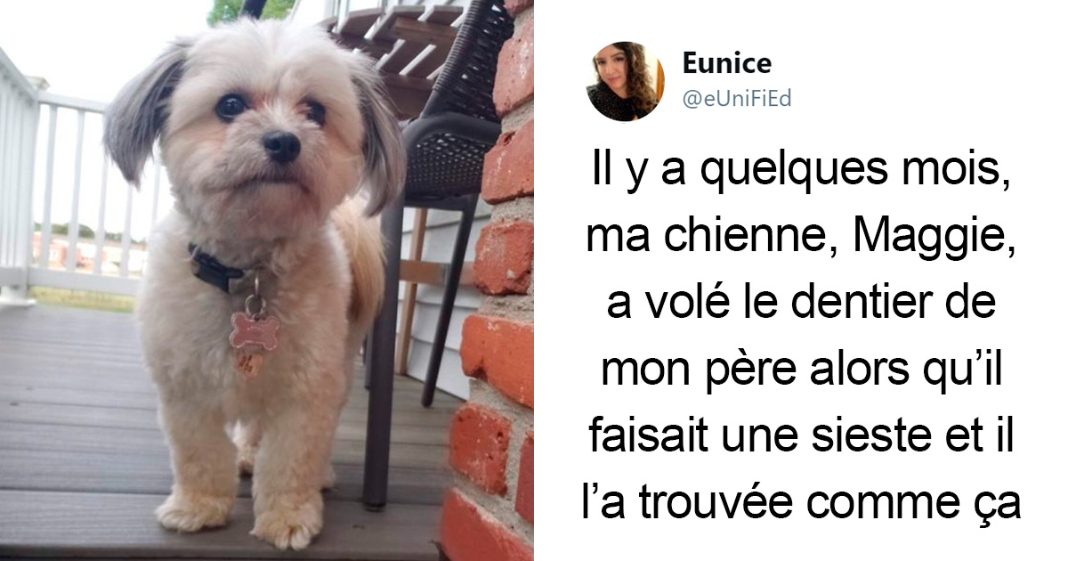 Cette chienne a volé le dentier de son propriétaire pendant quu0027il 