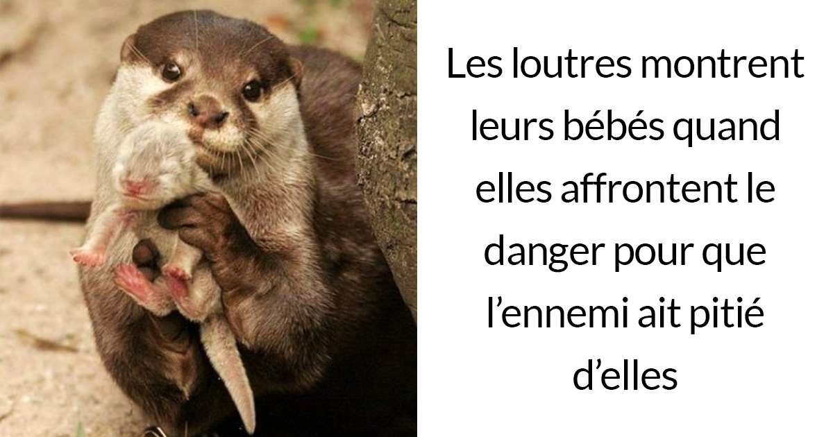 Faits Sur Les Animaux Qui Vont Te Faire Dire Trop Mignon Ipnoze