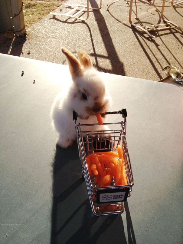 22 Lapins Les Plus Mignons De Tous Les Temps Ipnoze