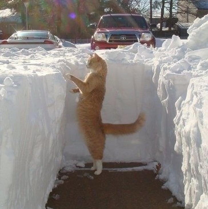 23 Fois Ou Les Chats Ont Prouve Qu Ils Ne Sont Pas Faits Pour La Neige Ipnoze