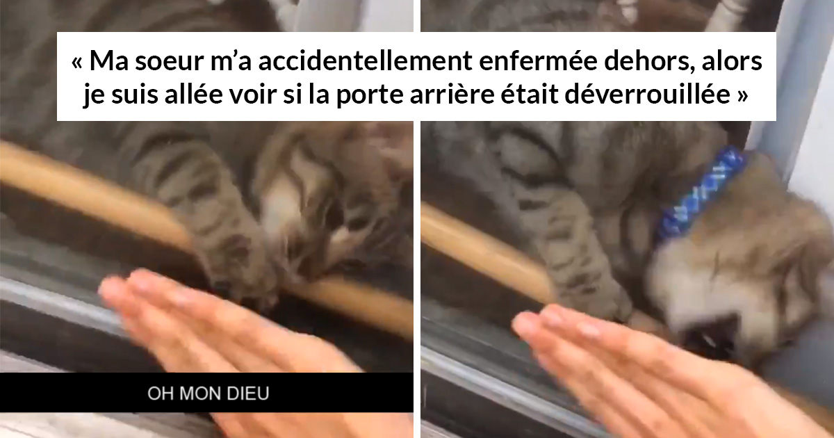 Ce Chat A Enleve Une Barre En Bois Pour Laisser Sa Proprietaire Entrer Apres Qu Elle Se Soit Enfermee Dehors Ipnoze