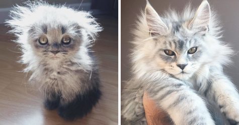 33 Chatons Maine Coons Mignons Qui Sont Reellement Des Geants Sur Le Point De Grandir Ipnoze