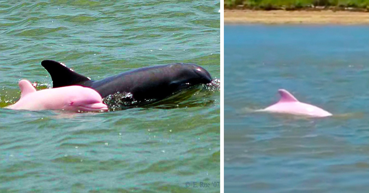 Des Plaisanciers Ont Apercu Un Rare Dauphin Rose Avec Son Petit Bebe Rose Ipnoze