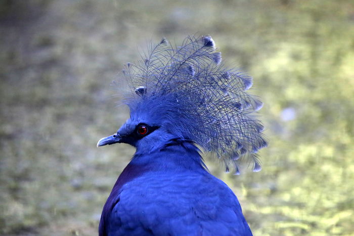 Le Goura De Victoria Est Lun Des Plus Beaux Oiseaux Du