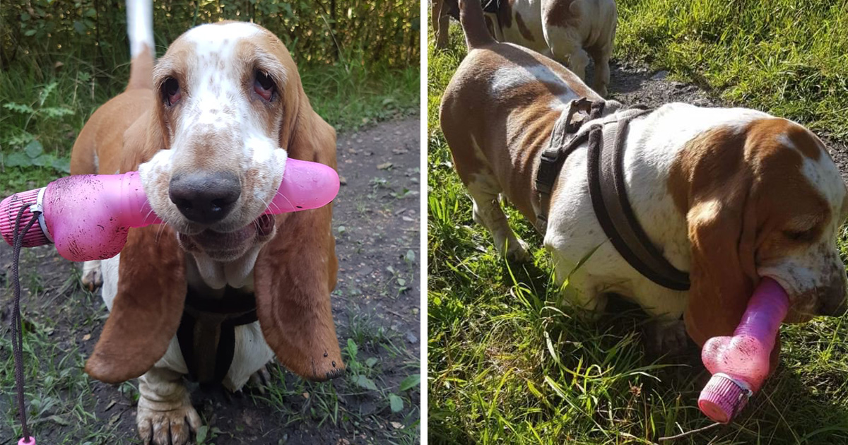 Une propriétaire de chien est morte de honte quand son animal a refusé de lâcher le gode trouvé