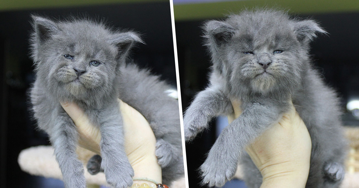 Ces 5 Chatons Maine Coons Sont Nes Avec Des Visages Mignons Mais Grincheux Ipnoze