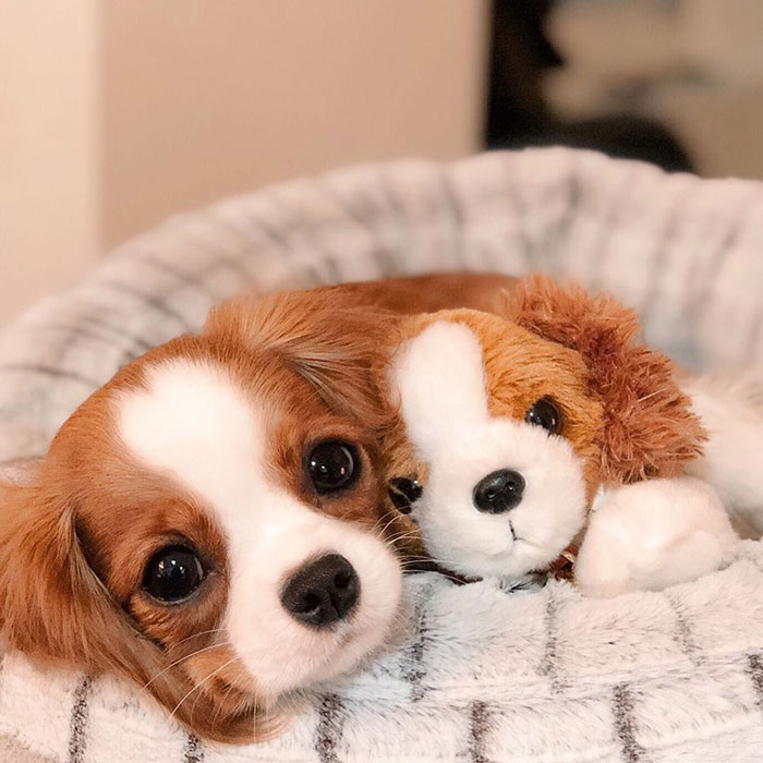 Cet adorable chiot de 2 ans est si petit qu’il est difficile de croire