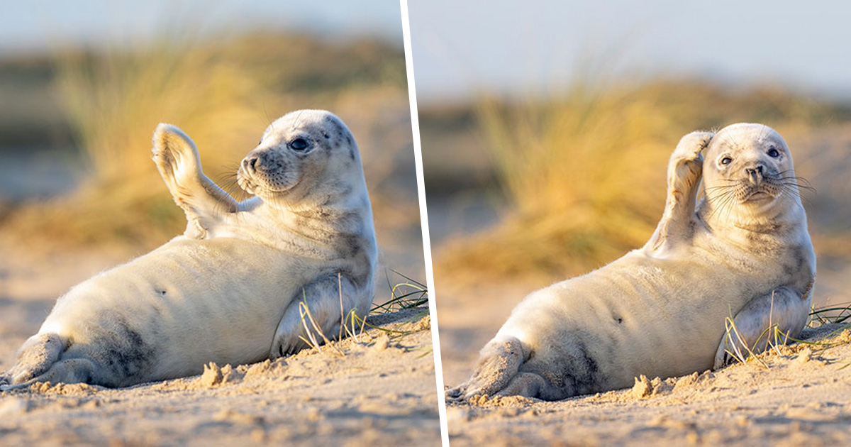 Ce Bebe Phoque A Salue Un Photographe Sur Une Plage Ipnoze