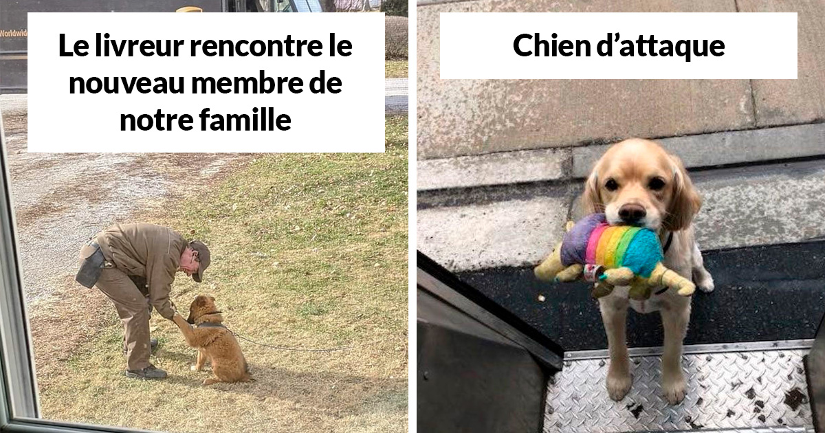 Des Livreurs Ont Créé Un Groupe Facebook Au Sujet Des Chiens