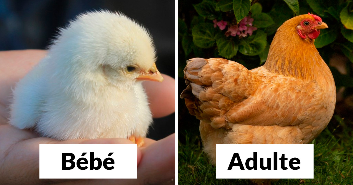 https://www.ipnoze.com/wordpress/wp-content/uploads/2019/12/oiseaux-bebes-adultes-comparaison.jpg
