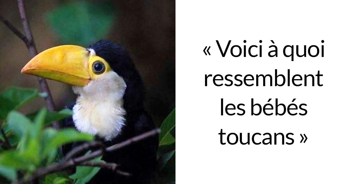 Les Gens Viennent De Realiser Que Les Toucans Sont Plus Etranges Qu Ils Ne Le Pensaient Et Partagent Des Faits A Leur Sujet Dans Un Fil Viral Ipnoze