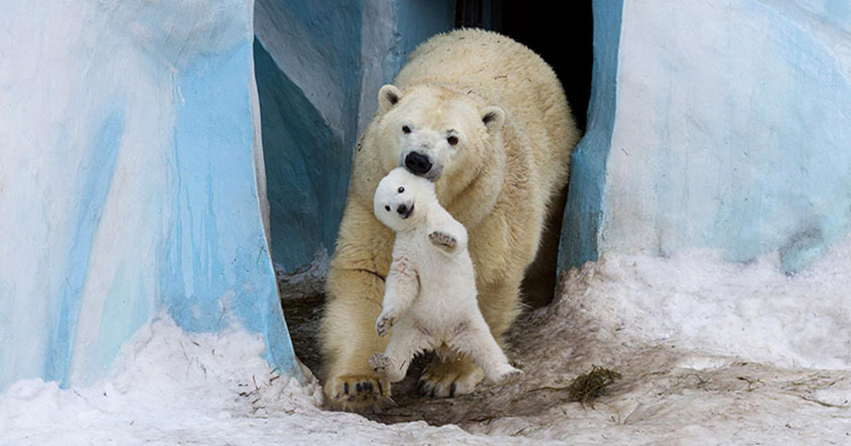 25 Moments De Parents Les Plus Mignons Du Regne Animal Ipnoze