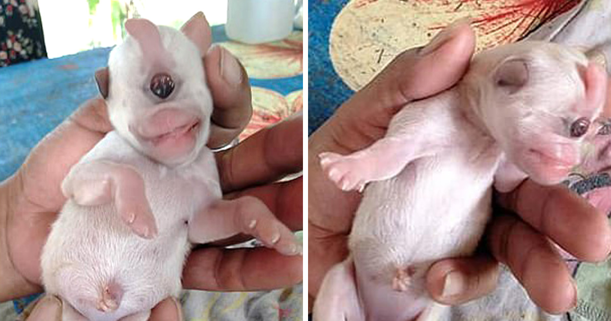 Ce Chiot Cyclope A Un Oeil Est Atteint D Une Maladie Rare Et Ne Vivra Probablement Pas Tres Longtemps Ipnoze