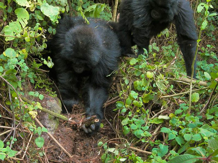 https://www.ipnoze.com/wordpress/wp-content/uploads/2020/02/gorilles-brisent-pieges-rwanda-003.jpg
