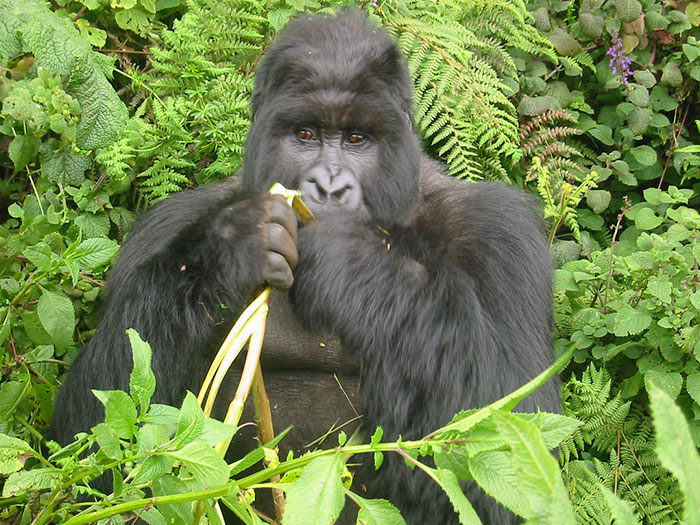 https://www.ipnoze.com/wordpress/wp-content/uploads/2020/02/gorilles-brisent-pieges-rwanda-004.jpg