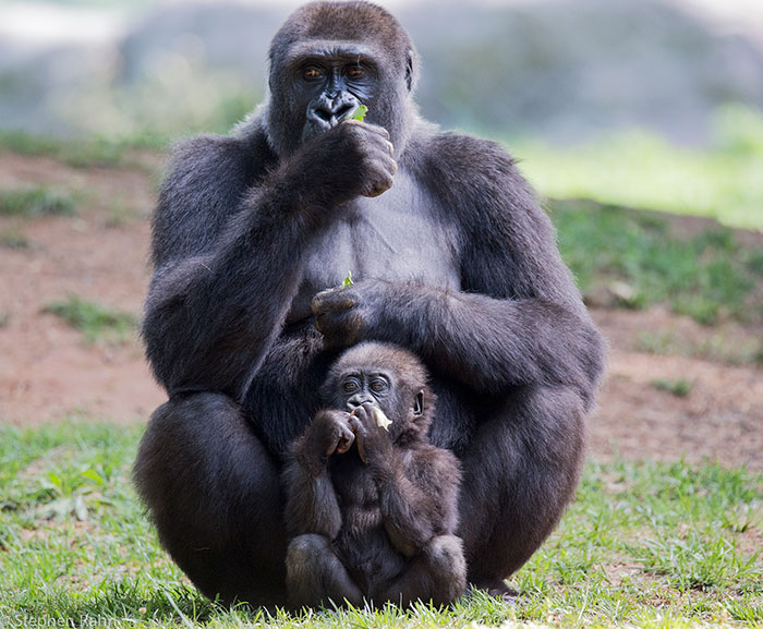 https://www.ipnoze.com/wordpress/wp-content/uploads/2020/02/gorilles-brisent-pieges-rwanda-005.jpg