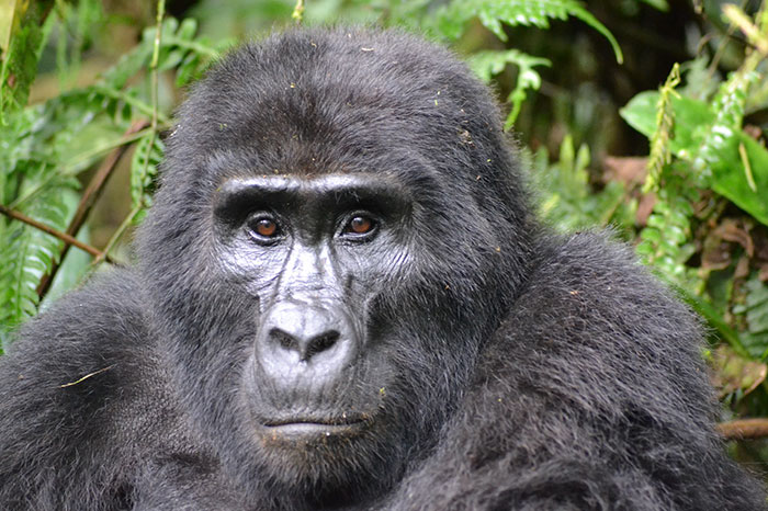 https://www.ipnoze.com/wordpress/wp-content/uploads/2020/02/gorilles-brisent-pieges-rwanda-006.jpg