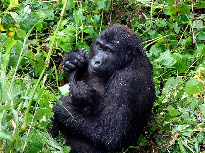 https://www.ipnoze.com/wordpress/wp-content/uploads/2020/02/gorilles-brisent-pieges-rwanda-007.jpg