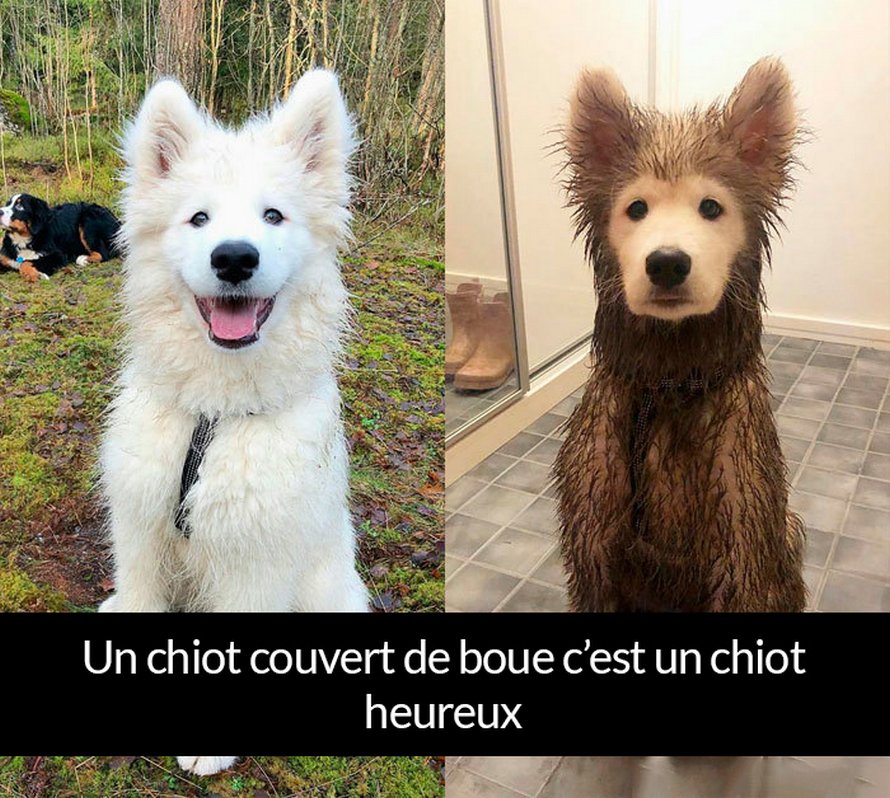 22 Photos De Chiens Avec Des Commentaires Hilarants Nouvelles Images Ipnoze