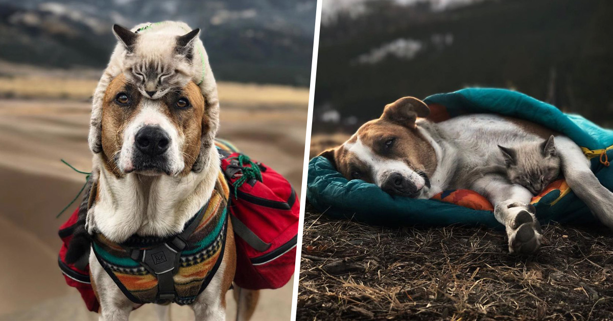 Ce Chat Et Ce Chien Adorent Voyager Ensemble Et Ces Photos D Eux Sont Epiques Ipnoze