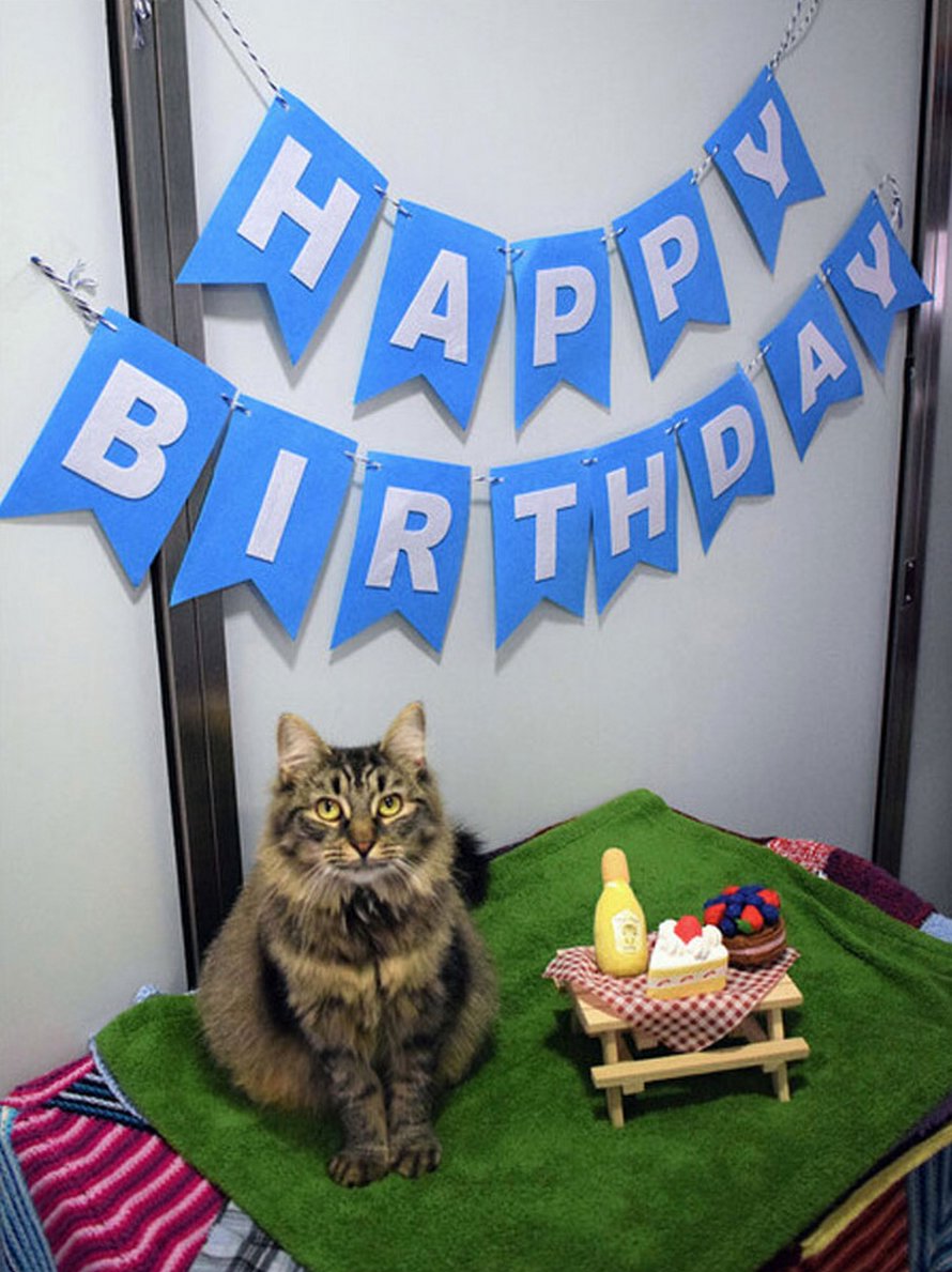 Des Employes D Un Refuge Ont Organise Une Fete D Anniversaire Pour Cette Chatte En Esperant Que Quelqu Un L Adopte Mais Personne Ne S Est Presente Ipnoze