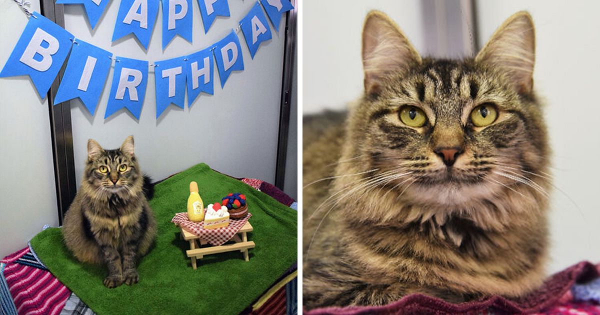 Des Employes D Un Refuge Ont Organise Une Fete D Anniversaire Pour Cette Chatte En Esperant Que Quelqu Un L Adopte Mais Personne Ne S Est Presente Ipnoze