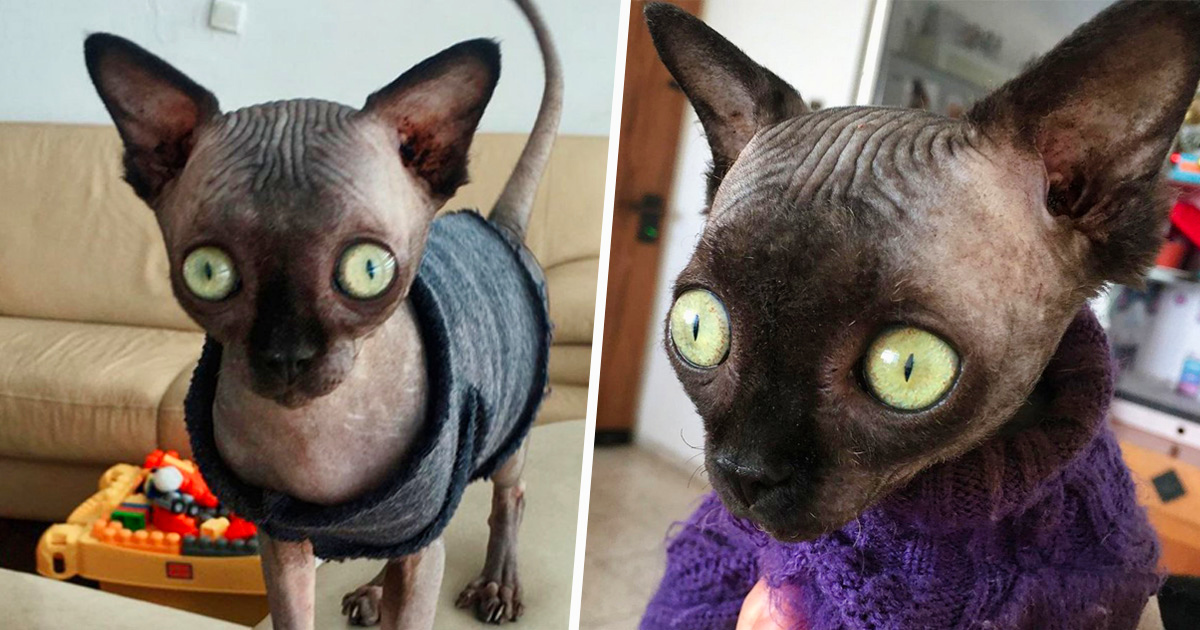 Cette Chatte Sphynx Souffre D Une Anomalie Qui Fait En Sorte Qu Elle Ressemble A Un Bebe Chauve Souris Ipnoze