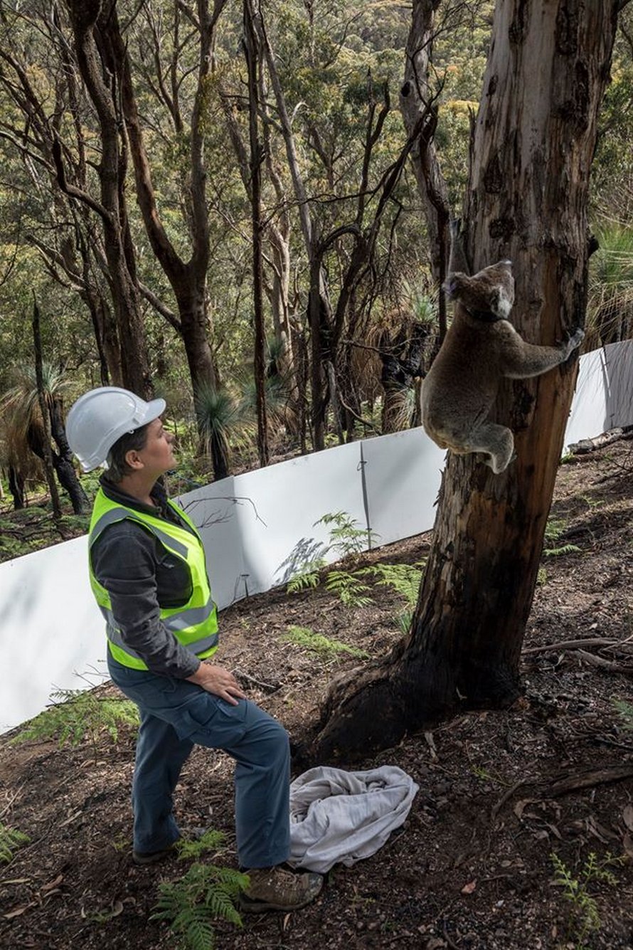 https://www.ipnoze.com/wordpress/wp-content/uploads/2020/03/koalas-relaches-nature-apres-incendies-australie-001.jpg