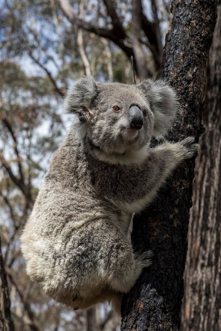 https://www.ipnoze.com/wordpress/wp-content/uploads/2020/03/koalas-relaches-nature-apres-incendies-australie-004.jpg
