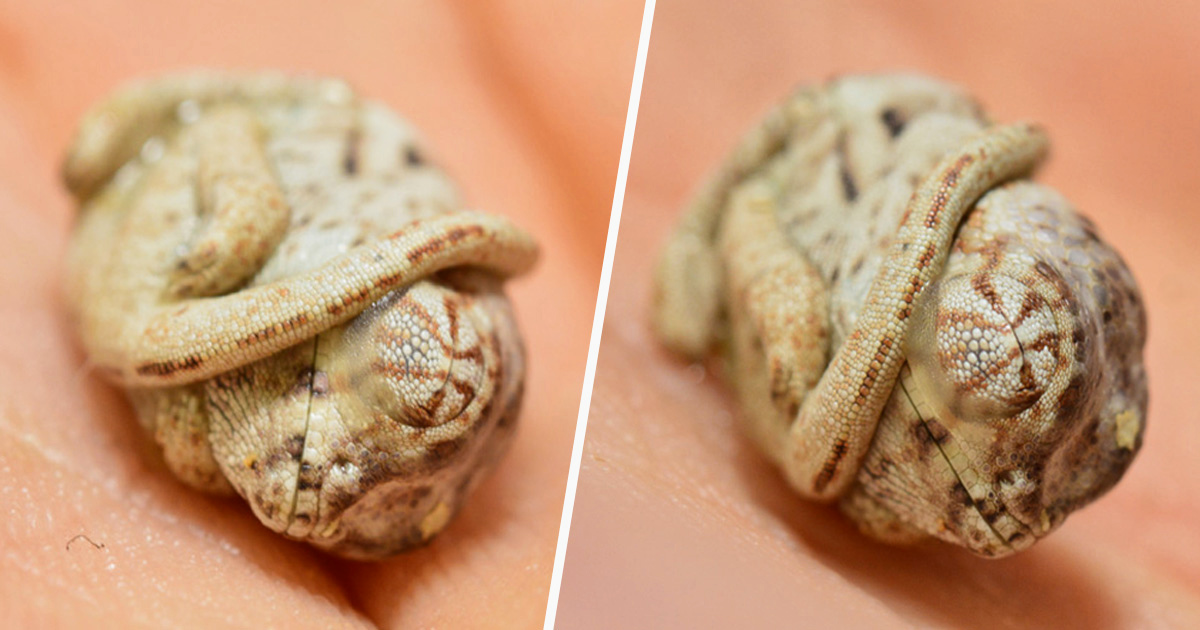 Ce Bebe Cameleon Age De Quelques Secondes Seulement Ne Se Rend Pas Compte Qu Il Est Hors De Son Oeuf Ipnoze