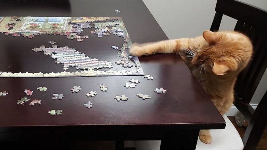 Ces Photos Montrent Ce Qui Arrive Quand Tu Essaies De Completer Un Puzzle Avec Ton Chat Ipnoze