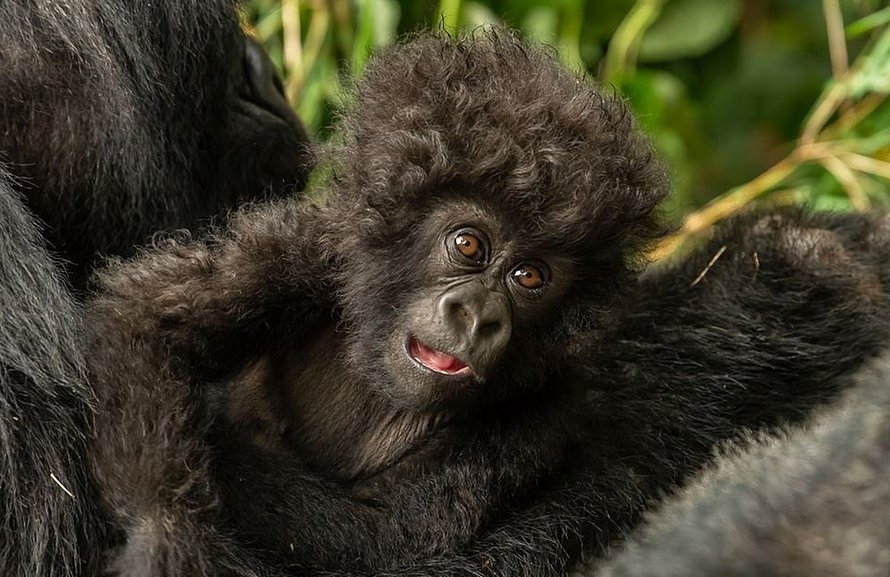 Un petit gorille aux cheveux bouclés partage un moment ...