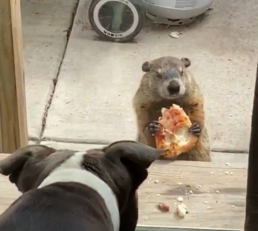 https://www.ipnoze.com/wordpress/wp-content/uploads/2020/04/marmotte-mange-pizza-balcon-maison-001.jpg