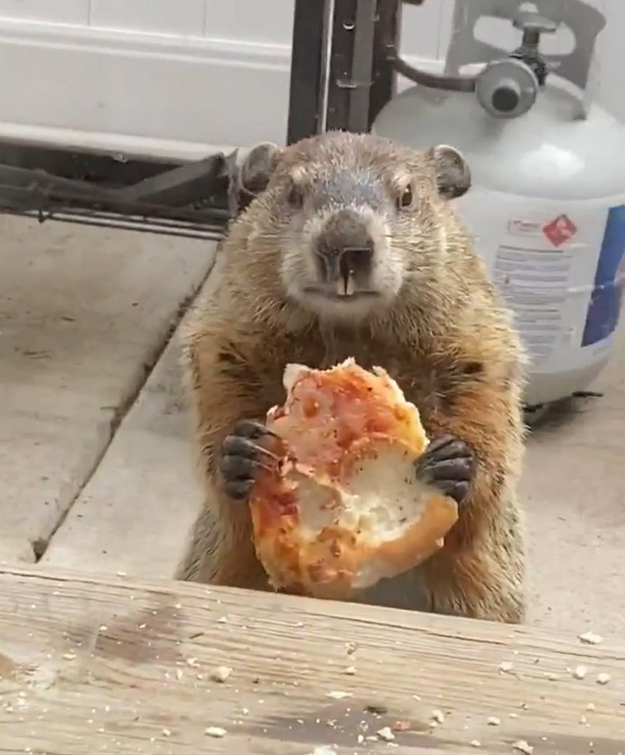 https://www.ipnoze.com/wordpress/wp-content/uploads/2020/04/marmotte-mange-pizza-balcon-maison-002.jpg