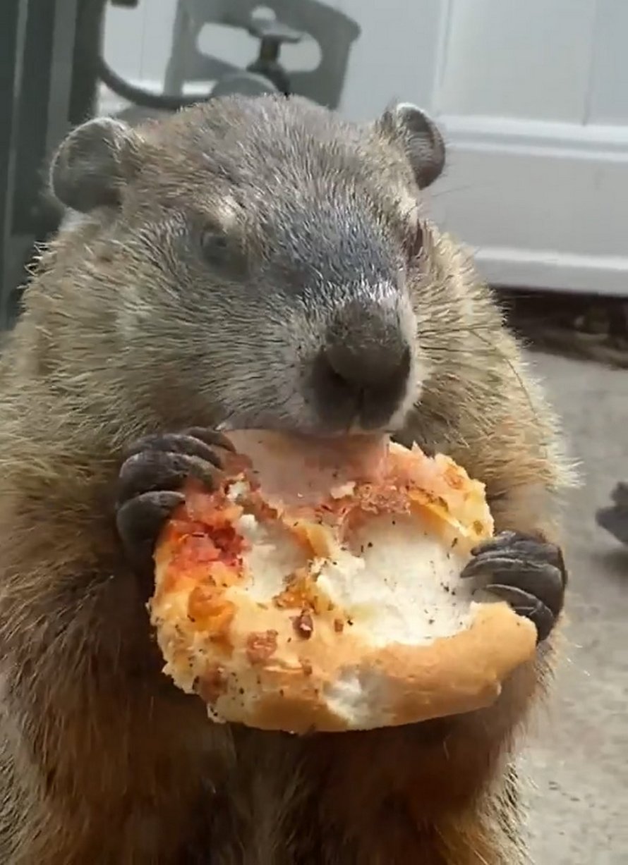 https://www.ipnoze.com/wordpress/wp-content/uploads/2020/04/marmotte-mange-pizza-balcon-maison-004.jpg