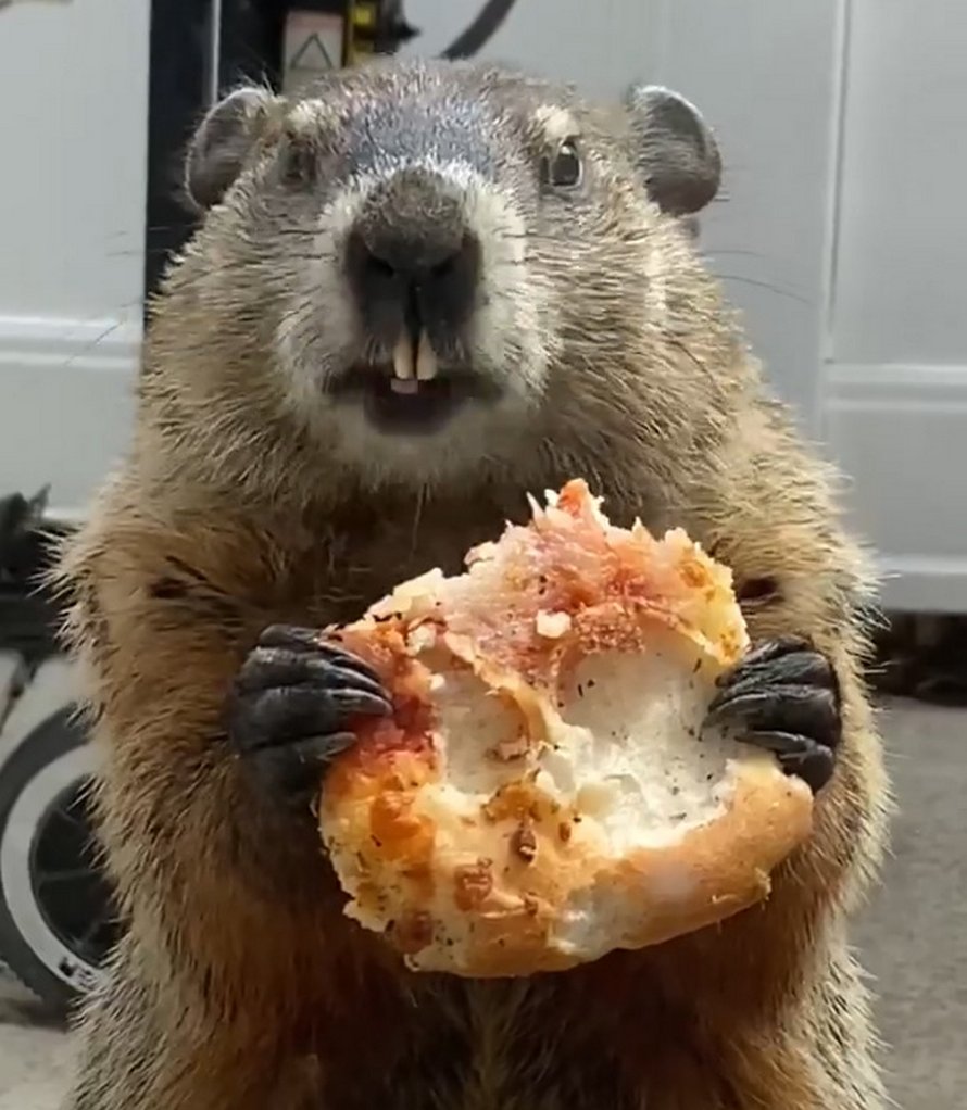 https://www.ipnoze.com/wordpress/wp-content/uploads/2020/04/marmotte-mange-pizza-balcon-maison-005.jpg