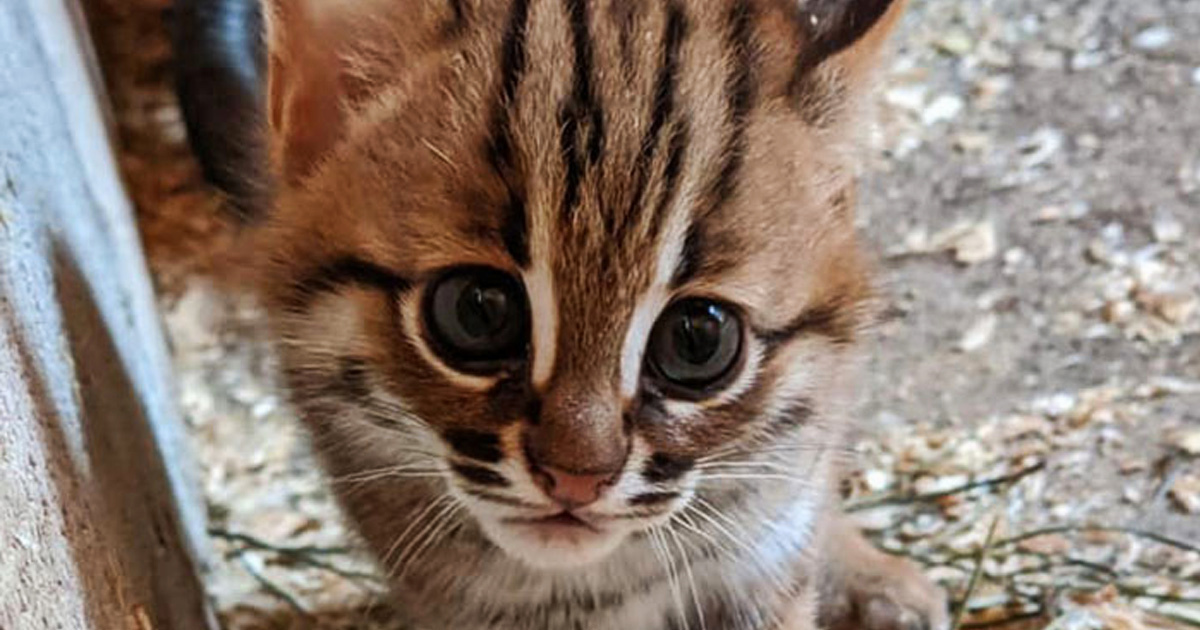 Un Sanctuaire Pour Animaux Non Desires A Accueilli Deux Rares Chats Leopards De L Inde Avec Leurs Deux Chatons Adorables Ipnoze