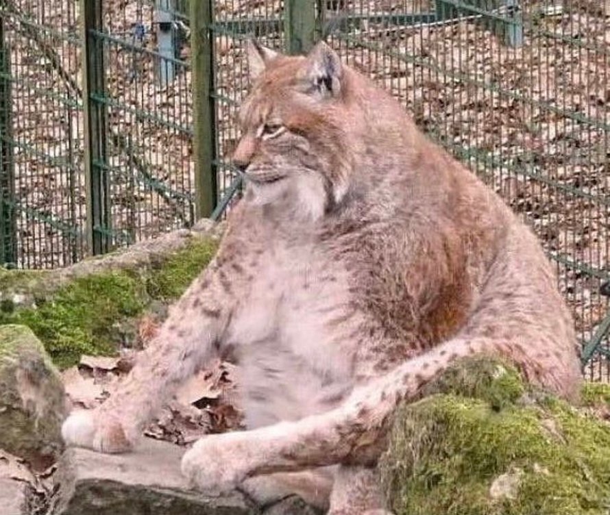 Rufus Le Plus Gros Lynx Du Monde Est Mort A L Age De 15 Ans Ipnoze