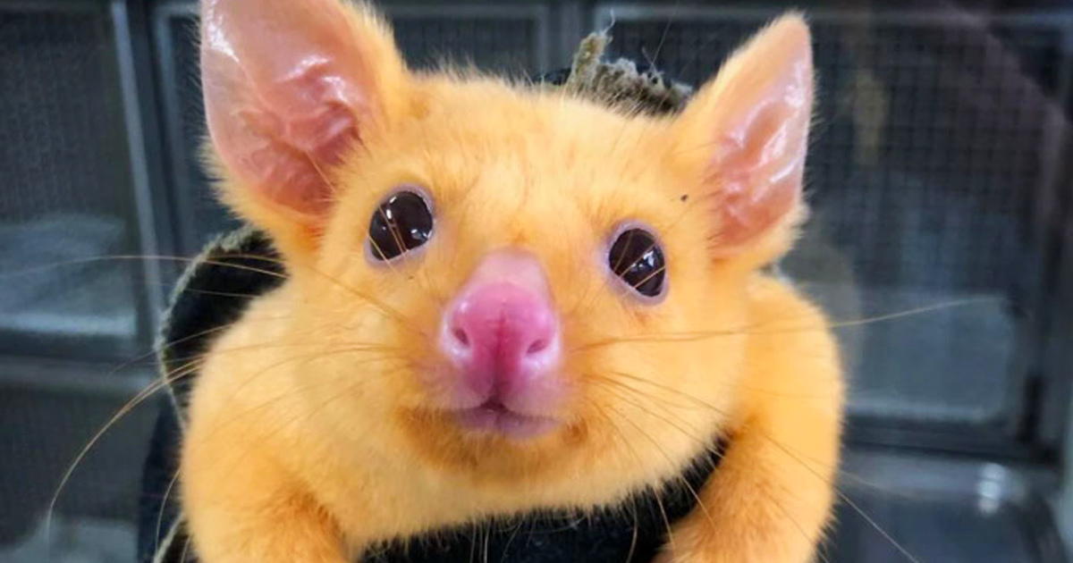 Une Clinique Veterinaire Australienne Sauve Un Rare Opossum Dore Et Les Gens Disent Qu Ils Viennent D Attraper Un Pikachu Ipnoze