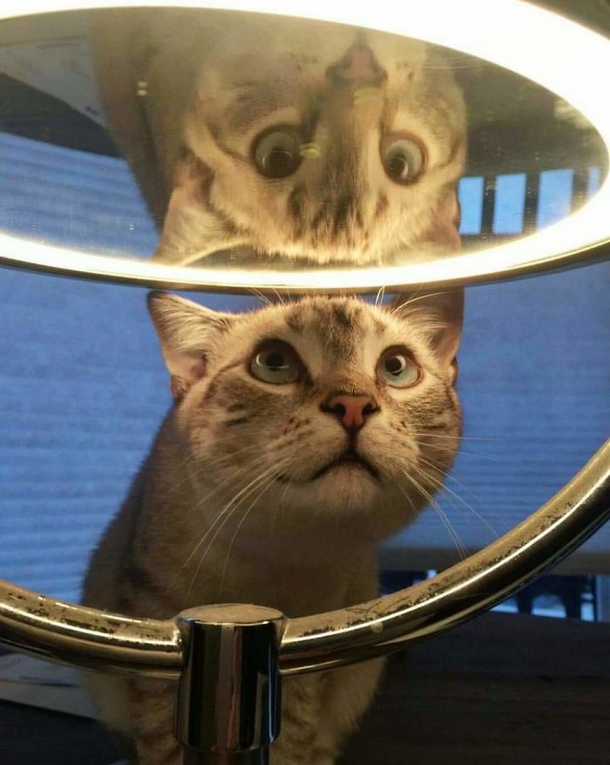 Ces Animaux De Compagnie Ont Decouvert Les Miroirs Et Ces 22 Photos Sont Trop Droles Ipnoze