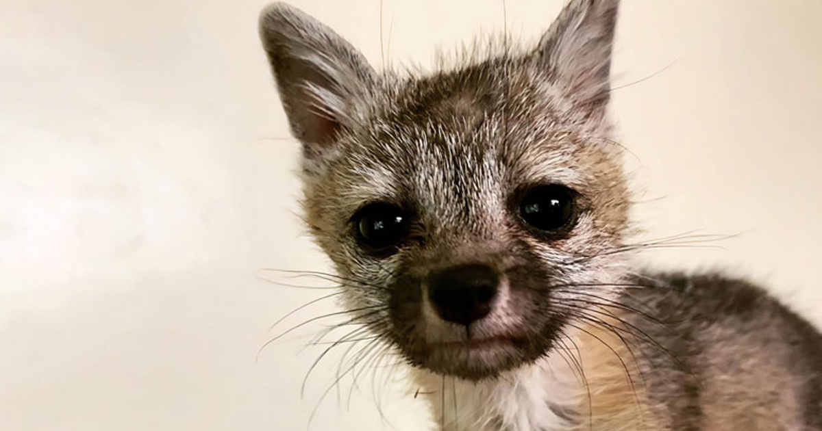 Ce Bebe Renard Deshydrate A Pris La Chienne D Une Famille Pour Sa Maman Les A Suivis Jusque Chez Eux Et A Ete Sauve Et Soigne Ipnoze